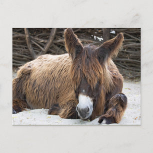 Postal Brown Poitou Donkey