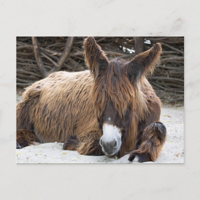 Postal Brown Poitou Donkey (Anverso)