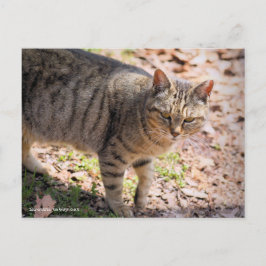 Postal Brown tabby cat：Postcard