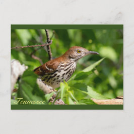 Postal Brown Thrasher