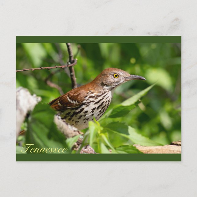 Postal Brown Thrasher (Anverso)