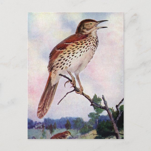 Postal Brown Thrasher (Anverso)