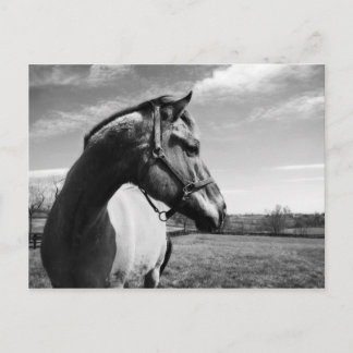 Postal Brownstead Stallion