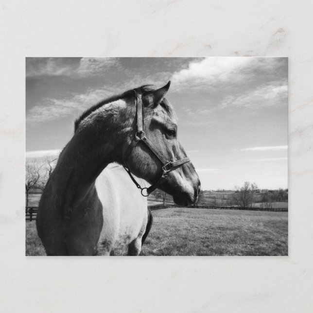 Postal Brownstead Stallion (Anverso)