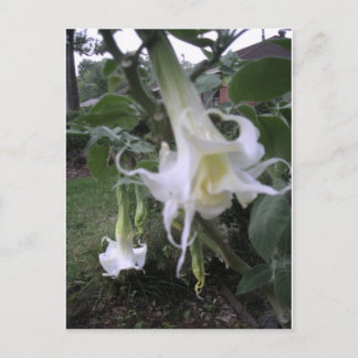 Postal Brugumanía blanca doble