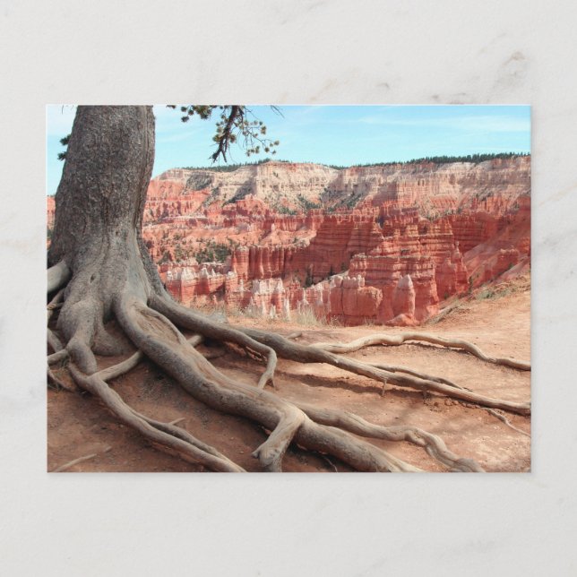 Postal Bryce Canyon Postcard (Anverso)