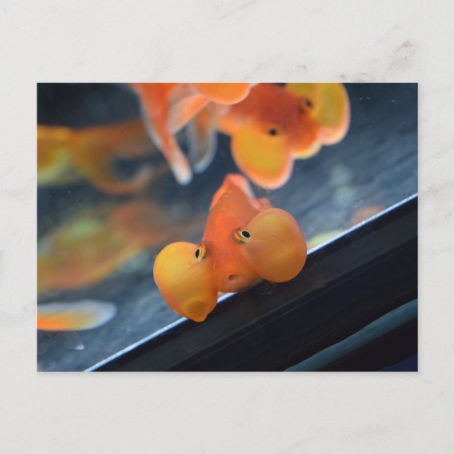 Postal Bubble Eye Goldfish (Anverso)