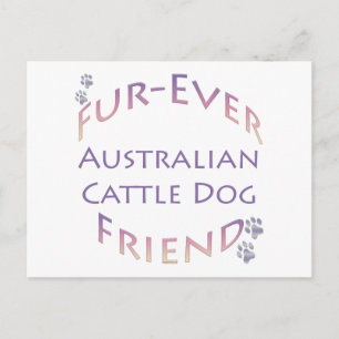 Postal Buceador de ganado vacuno australiano
