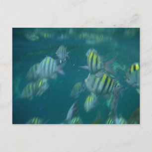 Postal buceo