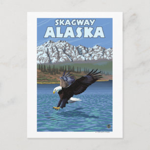 Postal Buceo con águila calva - Skagway, Alaska