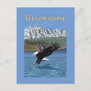 Postal Buceo con águila calva - Yellowstone occidental, M