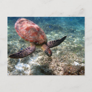 Postal Buceo con tortuga
