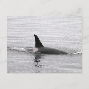 Postal Buceo Orca
