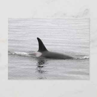 Postal Buceo Orca