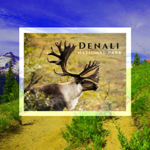 Postal Buck Caribou, Antlers de otoño, Parque Nacional De