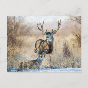 Postal Buck Couple   Mule Deer