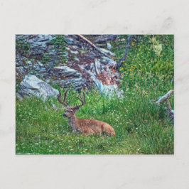 Postal Buck de cama