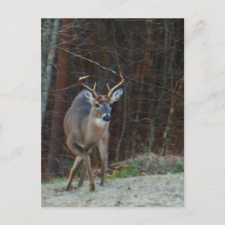 Postal Buck Stag Deer, marcando su terreno