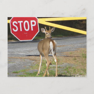Postal Buck Stop