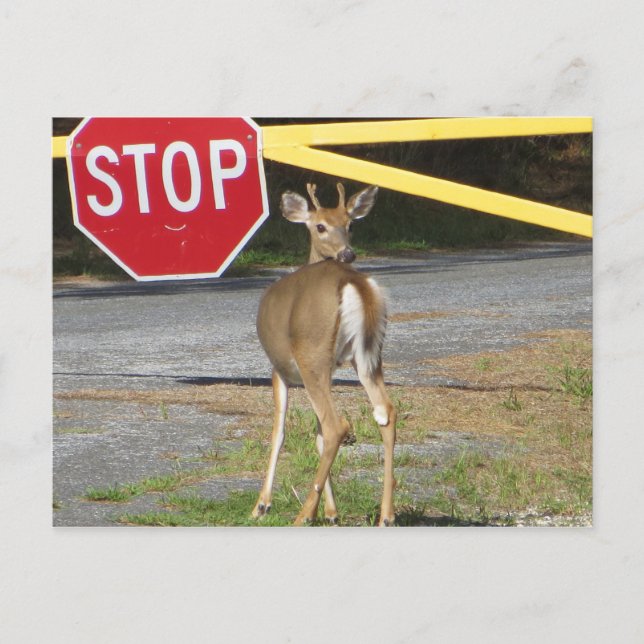 Postal Buck Stop (Anverso)