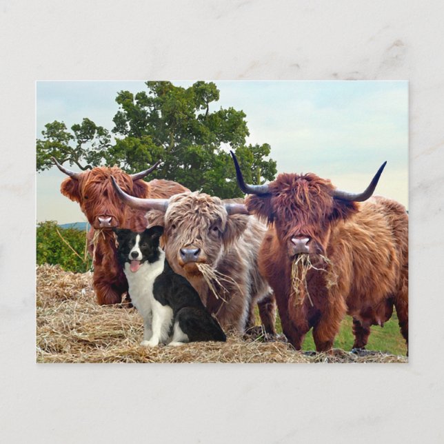 Postal "Buckeroo & Friends" (Anverso)