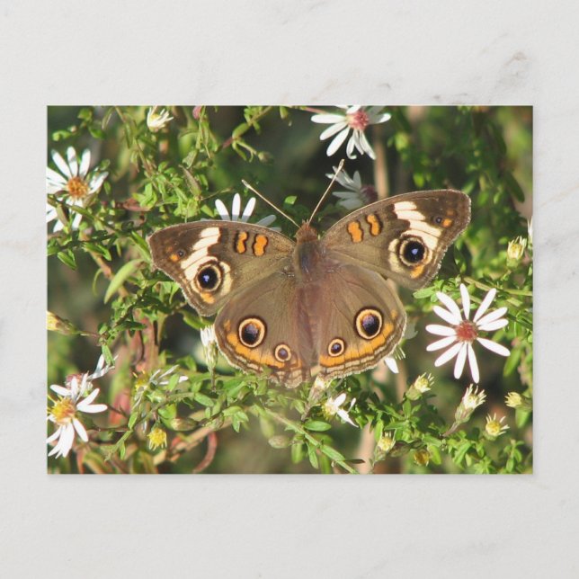 Postal Buckeye (Anverso)