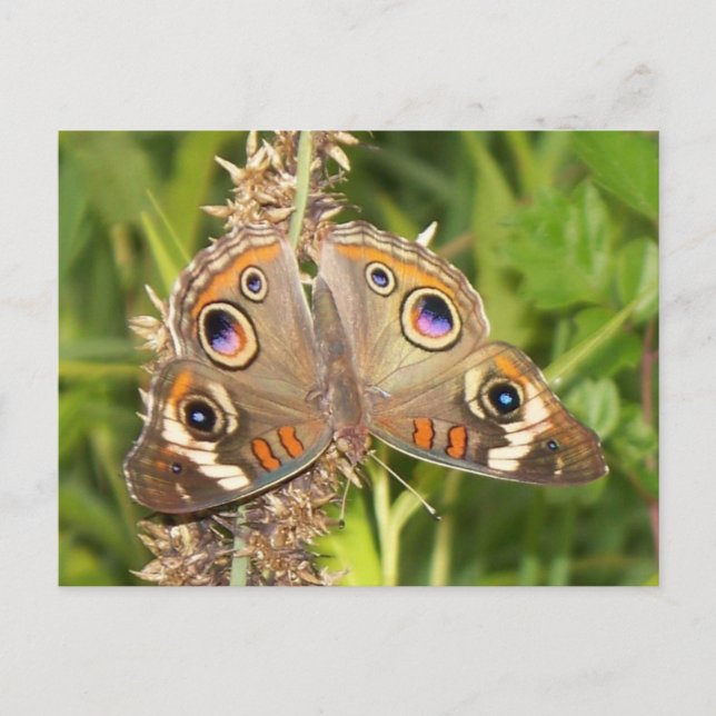 Postal Buckeye Butterfly (Anverso)