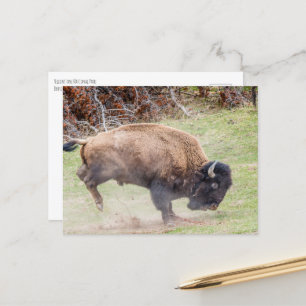 Postal Bucking Bison Yellowstone NP
