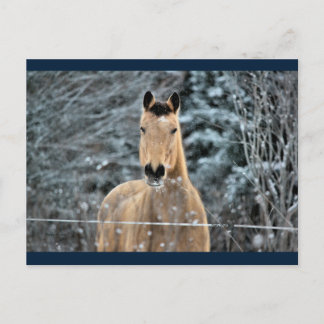 Postal Buckskin Horse Winter