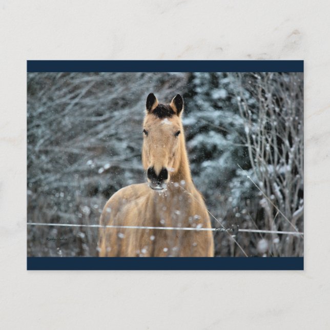 Postal Buckskin Horse Winter (Anverso)
