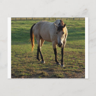 Postal Buckskin Mare