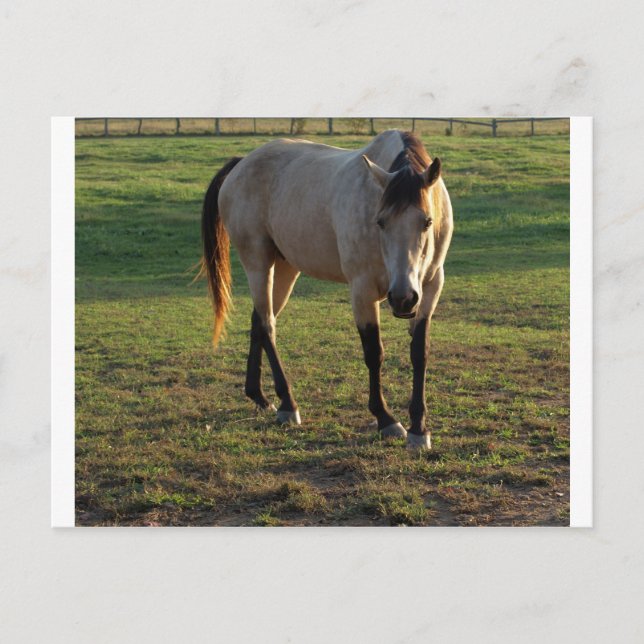 Postal Buckskin Mare (Anverso)