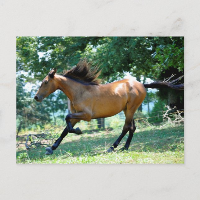 Postal Buckskin Morgan Horse (Anverso)