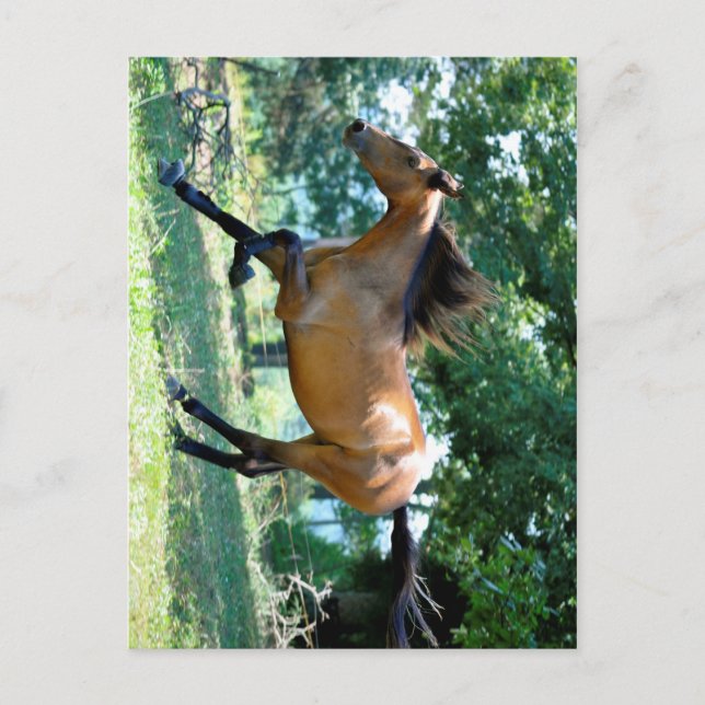 Postal Buckskin Morgan Horse (Anverso)