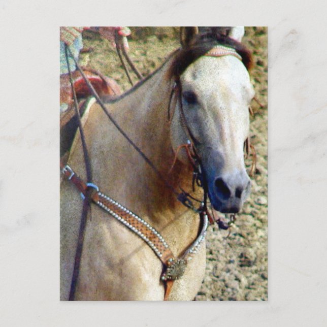 Postal Buckskin Rodeo Horse (Anverso)