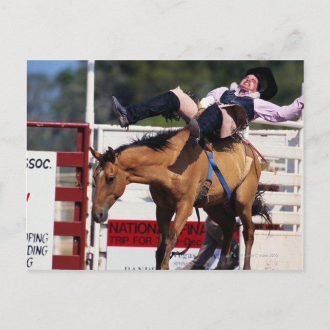 POSTAL BUCRANIA BRONCO EN RODEO 3 (Anverso)