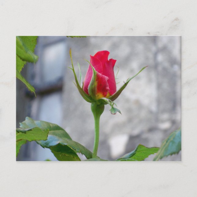 Postal Bud de Rosa único (Anverso)