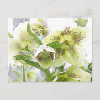 Postal Bud To Blossom - Hellebores blancos