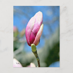 Postal Bud vertical de Magnolia