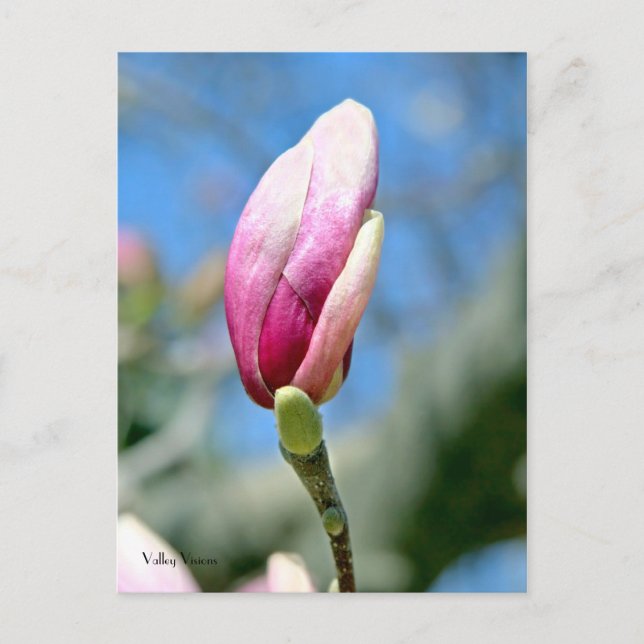 Postal Bud vertical de Magnolia (Anverso)