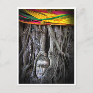 Postal Buda y el Árbol Budismo Tailandia Fotografía
