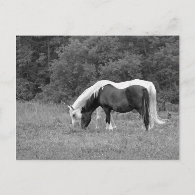 Postal Buddy (Anverso)