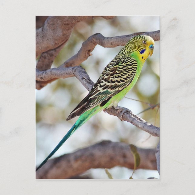 Postal Budgerigar amarillo-verde (Anverso)