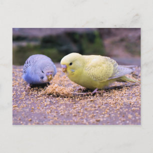 Postal Budgie