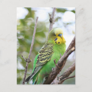 Postal budgie