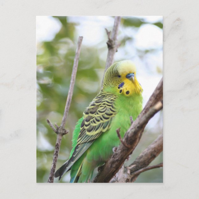 Postal budgie (Anverso)