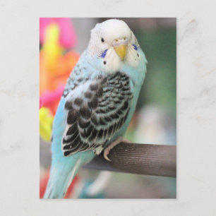 Postal Budgie