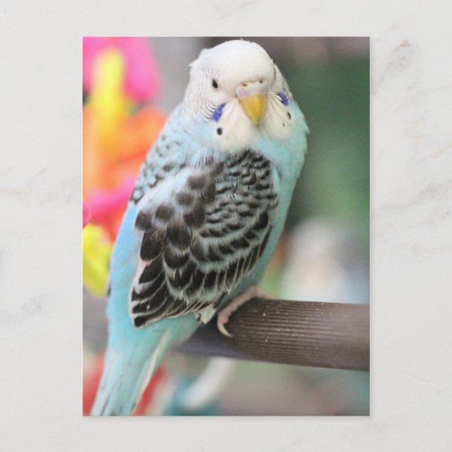 Postal Budgie (Anverso)
