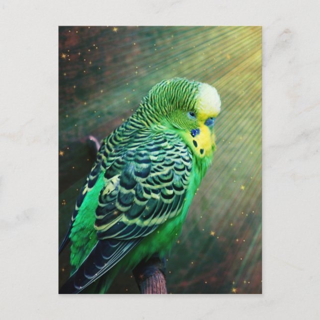 Postal Budgie Bird (Anverso)