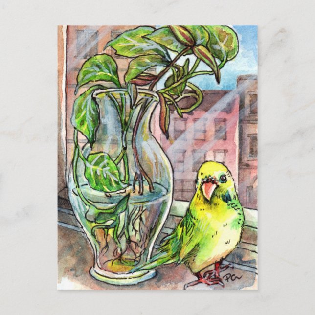 Postal Budgie by the Window (Anverso)